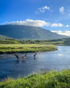Three deer standing in a river with mountains