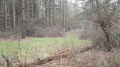 foggy forest clearing