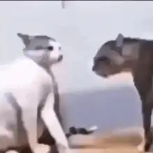 Two cats fighting
