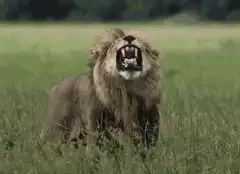 Lion roaring in grass
