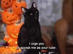 Black cat declares itself ruler