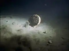 Scallop swimming underwater