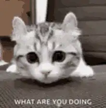 Cat What Are You Doing