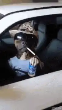 cool dog smoking in car