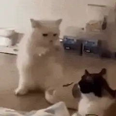 white cat slapping another cat