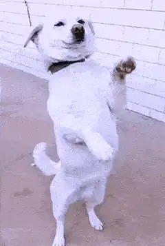 White dog dancing on hind legs