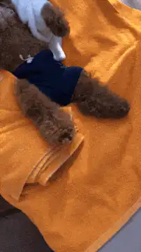 Dog relaxing on towel with wine