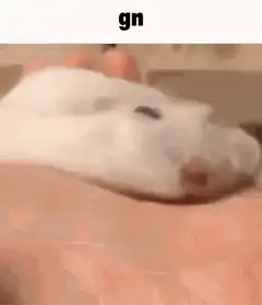 sleeping hamster being petted