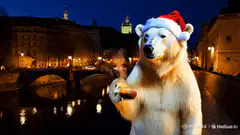 Polar bear in Santa hat drinking by river