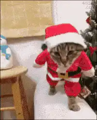 Cat in Santa suit dancing