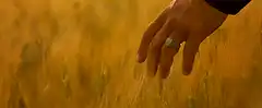 Hand touching wheat in a field