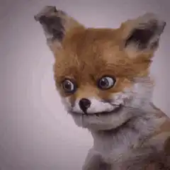 Fox with wide eyes and DAMN text