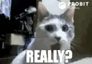 Really Cat Meme