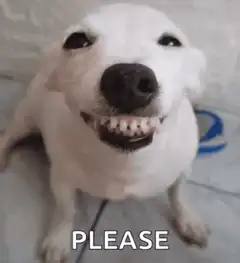 Smiling dog saying please