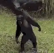 Chimpanzee dancing on grass