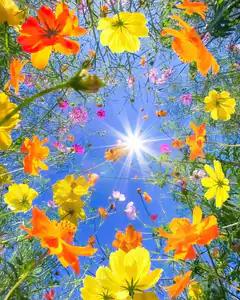 sunburst through colorful cosmos flowers