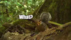 Squirrel says what nope