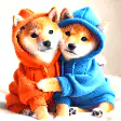 Two Shiba Inu dogs in hoodies
