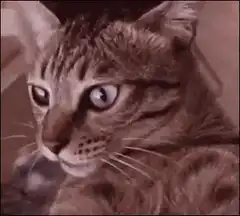 shocked cat with wide eyes