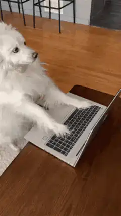 white dog typing on laptop