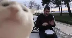Cat headbanging to man playing drum