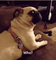Pug looking confused with text Who?