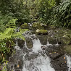 stream flowing over mossy rocks in forest