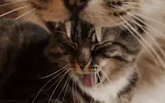 Cat biting another cat's head