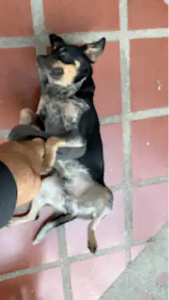dog lying on back getting belly rub