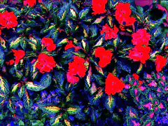 Vibrant red flowers with glitch effect