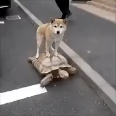 Dog riding a turtle on the street