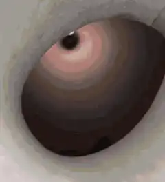 Cat stuck in pipe zooming in