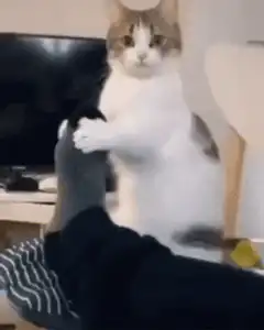cat hugging a foot
