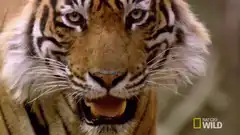 Tiger growling close up