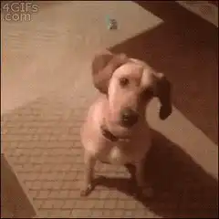 Dog plays dead after high five