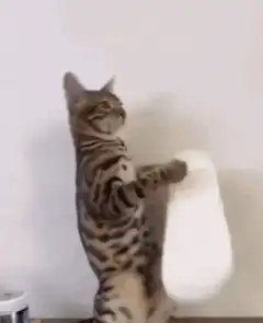 cat puts white shoe on head