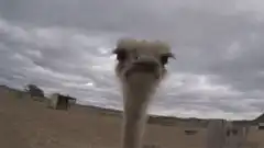 Ostrich gets very close to the camera