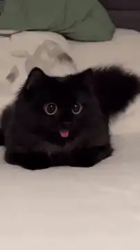 Black cat lying on bed with tongue out
