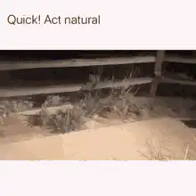 Raccoon acting natural