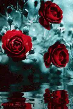 Red roses reflected in water