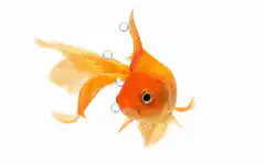 Goldfish blowing bubbles