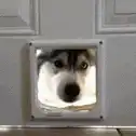 Husky stuck in doggy door