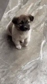 Cute puppy sitting on a blanket