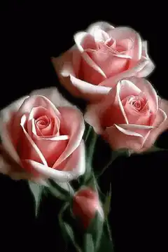 Pink roses on black background