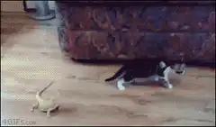 kitten jumps at lizard and explodes
