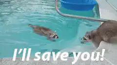 Raccoon saves another raccoon from pool