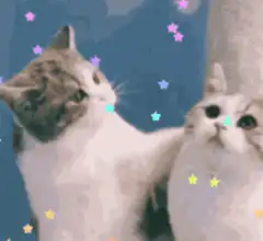 Two cats nuzzling with stars