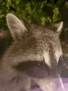 raccoon eating from a bowl