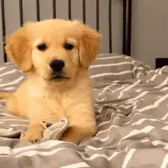 Golden Retriever Puppy on Bed