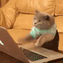 cat typing on laptop